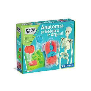 Anatomia Scheletro E Organi