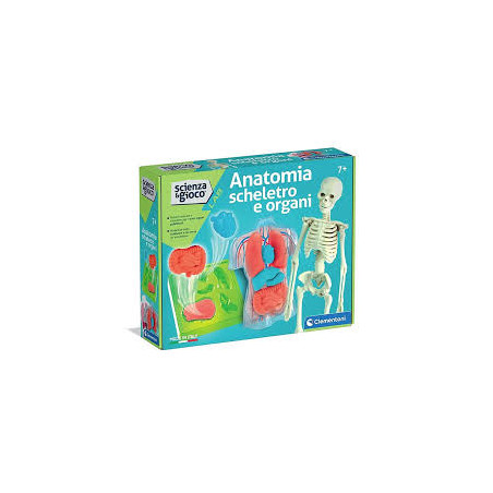 Anatomia Scheletro E Organi