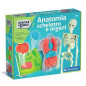 Anatomia Scheletro E Organi