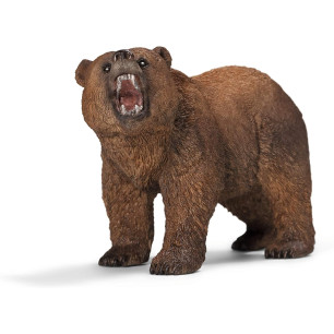 Maschio Di Orso Grizzly