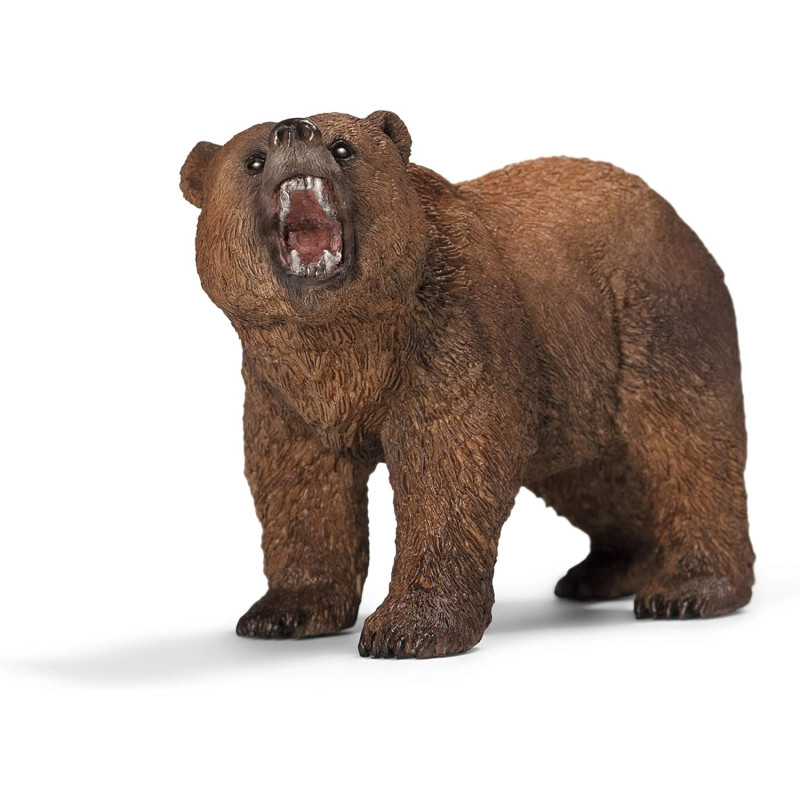 Maschio Di Orso Grizzly