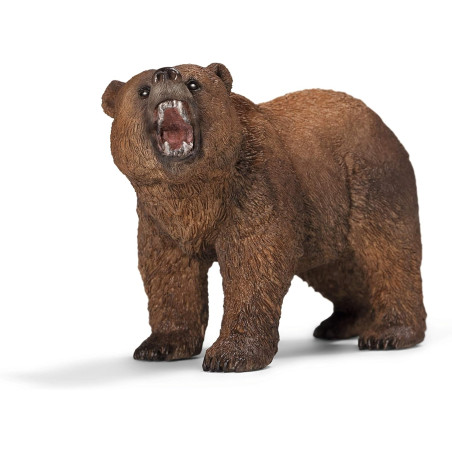 Maschio Di Orso Grizzly